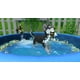 thumbnail image 3 of Videojuego Fireshine Games Puppy Island (No EE. UU.), 3 of 8