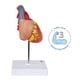 thumbnail image 2 of Modelo anatómico de corazón Axis Scientific Deluxe a tamaño natural, 2 of 9