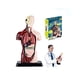 thumbnail image 3 of Juego Científico Anatomia De Órganos Humanos, 3 of 3