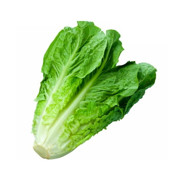 Lechuga Costina Bolsa, 1 Un