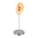 thumbnail image 5 of Accesorio De Exhibición De Joyas Para Aretes, Fotos, Modelo De Oreja De Silicona Para Práctica De Perforación, Piel Izquierda, 5 of 5
