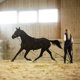 thumbnail image 4 of Surcingle de entrenamiento HORZE 170-200 cm negro de nailon, 4 of 5