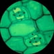 thumbnail image 4 of Microscopio monocular compuesto AmScope M148C 40x-1000x, 4 of 4