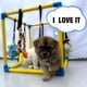 thumbnail image 2 of Gimnasio Dewonch para Cachorros 8 Juguetes PVC 50cm, 2 of 3