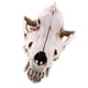 thumbnail image 3 of Réplica De Resina De Calavera Realista Falsa, Modelo De Esqueleto De Cabeza De Enseñanza, Acuario 6, 3 of 5