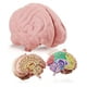 thumbnail image 1 of Modelo de cerebro de espuma, sección transversal de Merhoff y Larkin con figuras, 1 of 3