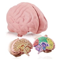 Merhoff & Larkin - Modelo De Cerebro De Espuma, Sección Transversal De Merhoff Y Larkin Con Figuras