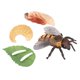 thumbnail image 2 of Modelo De Ciclo De Vida De Animales Realistas Ciclo De Crecimiento De Juguete Juguetes Para Ni?os Abeja, 2 of 5