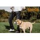 thumbnail image 4 of Collar para perro Mighty Paw Martingale grande marrón de cuero, 4 of 8