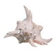 thumbnail image 4 of Adorno De Concha De Caracol Para Acuario, Accesorios De Decoración Para Acuarios, Para Manualidades De Bricolaje, De 9 A 11 Cm, 4 of 5