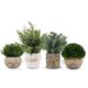 thumbnail image 1 of Pack de 4 plantas artificiales PENGYEE para decoración del hogar, 1 of 9
