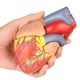 thumbnail image 2 of Modelo de Corazón Humano Merinden a Tamaño Real, 2 Partes, 48 Estructuras, 2 of 7