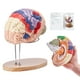 thumbnail image 1 of Modelo de cerebro humano VEVOR Anatomy en 4 partes con etiquetas y base, 1 of 2