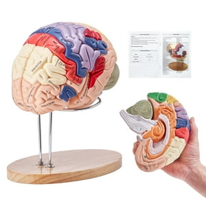 Modelo De Cerebro Humano Vevor Anatomy En 4 Partes Con Etiquetas Y Base