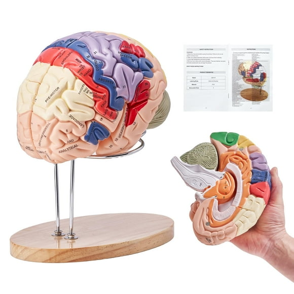 Modelo de cerebro humano VEVOR Anatomy en 4 partes con etiquetas y base