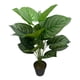 thumbnail image 1 of Planta Artificial Aglaonema 60 cm, 1 of 3