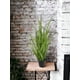 thumbnail image 2 of Pasto Crespo 91cm Artificial, 2 of 3