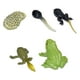 thumbnail image 4 of Figuras Del Ciclo De Crecimiento Animal, Accesorios De Ense?anza Para Ni?os Y Ni?as, Rana De Aprendizaje Preescolar, 5,5x3cm, 4 of 5