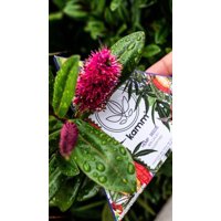 Kamm Hemp Seeds 60 Grs