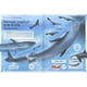 thumbnail image 4 of El magnífico libro de las ballenas, 4 of 7