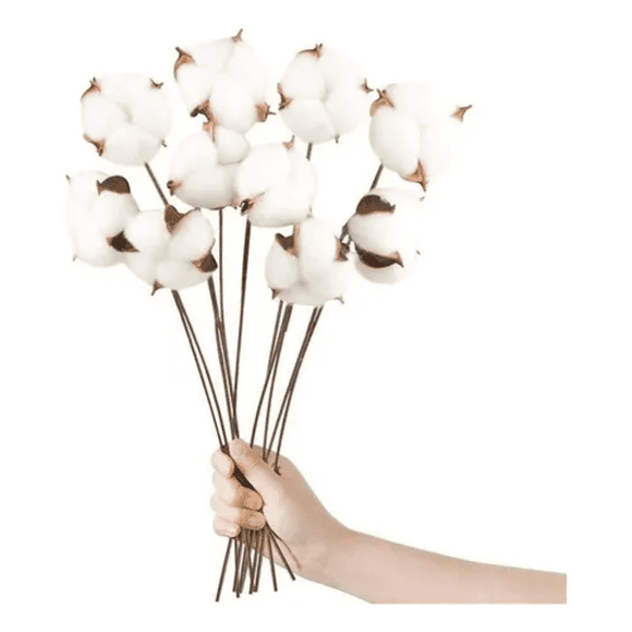 Algodón seco 10 tallos cotton blanco decorativos