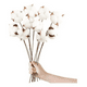 thumbnail image 1 of Algodón seco 10 tallos cotton blanco decorativos, 1 of 3