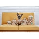 thumbnail image 5 of Juguete de peluche Outward Hound Hide a Squirrel, tamaño XL, 5 of 5