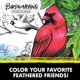 thumbnail image 3 of Libro para colorear Crayola Bird, 40 págs. para adultos, 21,6 x 25,4 cm, perforado, 3 of 7