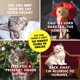 thumbnail image 3 of Calendar Raccoon Society El original P'd Off Cats 2025, 3 of 6