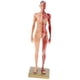 thumbnail image 2 of Modelo de Figura de Anatomía Femenina de 11 Pulgadas, 2 of 3