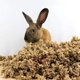 thumbnail image 4 of Ropa de cama de papel Small Pet Select Jumbo 178 L para animales pequeños, 4 of 20