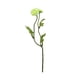 thumbnail image 1 of Planta Artificial Ranunculo Doble Green 38 Cm, 1 of 3