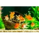 thumbnail image 4 of Bomba de agua Danner Manufacturing Supreme Aqua-Mag 1200 GPH, 4 of 4