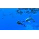 thumbnail image 5 of Videojuego Nintendo Endless Ocean Luminous, 5 of 5