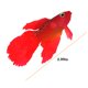 thumbnail image 3 of Adorno para acuario Besimple de pez Betta de silicona 8 cm, 3 of 6