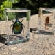thumbnail image 4 of Set de especímenes de insectos Geoworld con lupa y folleto, 4 of 7