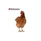 thumbnail image 2 of Alimento Molido Para Aves Champion Ponedora Final 25kg, 2 of 3
