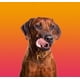 thumbnail image 5 of Collar Perro Anti Estrés - Beaphar Calming x 1 Unidad, 5 of 5