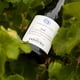 thumbnail image 2 of Vino Syrah Botella, 750 ml, 2 of 5