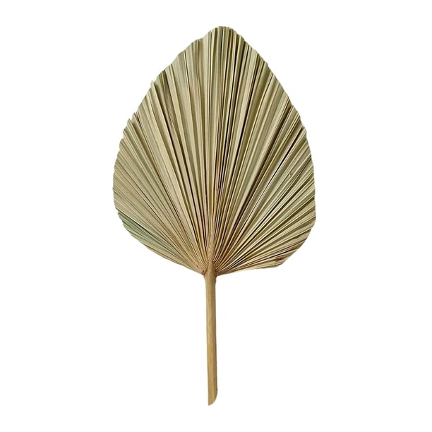 Hojas secas de palma secas bohemias, hojas secas con , hojas secas para jarrón, boda, fiesta, oficina y decoración de pared para el hogar 50x23CM