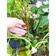thumbnail image 5 of Emisores de riego por goteo Rain Bird SW20-30PS, 2 GPH, paquete de 30, 5 of 6