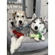 thumbnail image 5 of Juguete para perros Nylabone Power Chew, paquete de langosta, queso y brócoli, 5 of 9
