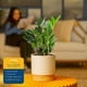 thumbnail image 5 of Maceta decorativa Live Plant Costa Farms ZZ en maceta decorativa de 30 a 50 cm de altura, 5 of 9