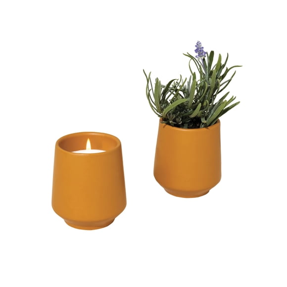 Candle Modern Sprout Rooted, 2 en 1, con aroma a madera de cedro y lavanda