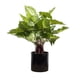 thumbnail image 1 of Planta Artificial Filodendro 45 cm, 1 of 1