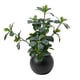 thumbnail image 1 of Planta Artificial Ficus Decorativa Maceta Decoracion Hogar verde, 1 of 9