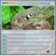 thumbnail image 3 of Sal mineral para acuario SALTYSHRIMP Sulawesi 110 g, 3 of 7