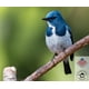 thumbnail image 5 of Semilla para aves silvestres Blue Seal Neat Feast 3.63 kg atrae variedad, 5 of 9