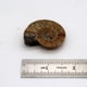 thumbnail image 3 of Fósiles Fabrvog 4‑5 cm con Caja y Lupa, 3 of 6