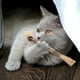 thumbnail image 3 of Katzenminze Sticks para Katzen,Katze Kauspielzeug,Katze Sticks, 3 of 7